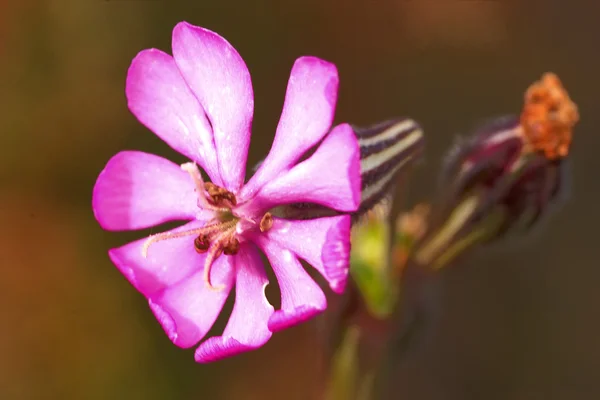 Flor (Silene colorata  ) —  Fotos de Stock