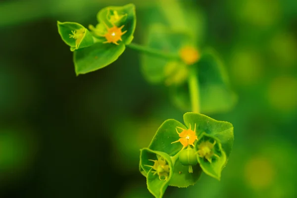 Stock image Green flower