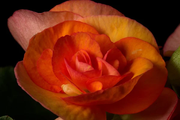 Орнаментальный цветок — стоковое фото