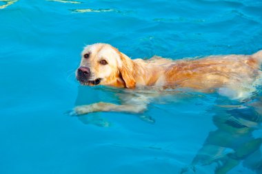 Golden Retriever swimming clipart