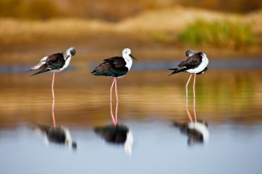 Black-Winged Stilt clipart