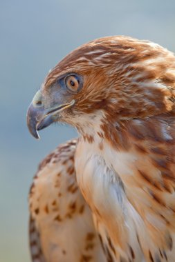 Kırmızı kuyruk (Buteo jamaicensis kartal)