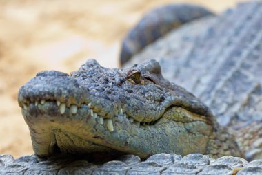 Nil timsahı, crocodylus niloticus