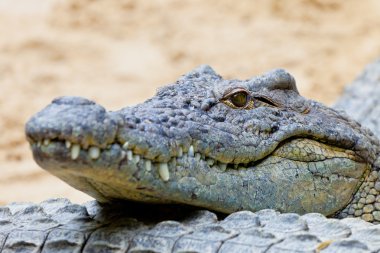 Nil timsahı, crocodylus niloticus