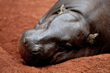 pigmeo de hipopótamo, hexaprotodon liberiensis