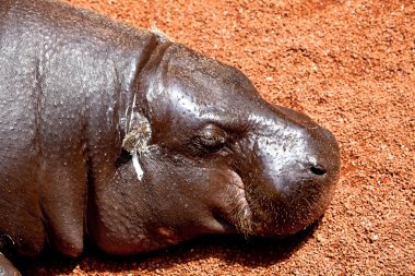 pigmeo de hipopótamo, hexaprotodon liberiensis