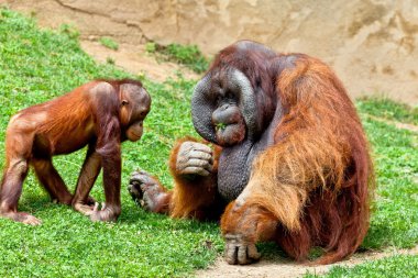 Orangutan of Borneo, Pongo Pygmaeus clipart