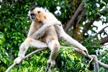 Altın yanakları, nomascus gabriellae Gibbon