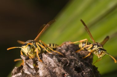 Wasps (Polistes bischoffi) clipart