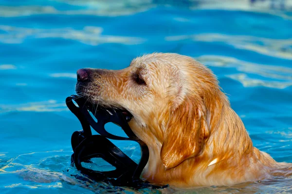 Golden Retriever nadando — Foto de Stock
