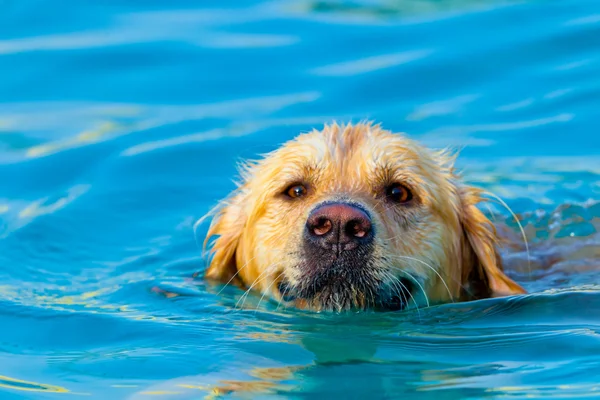 Golden retriever simning — Stockfoto