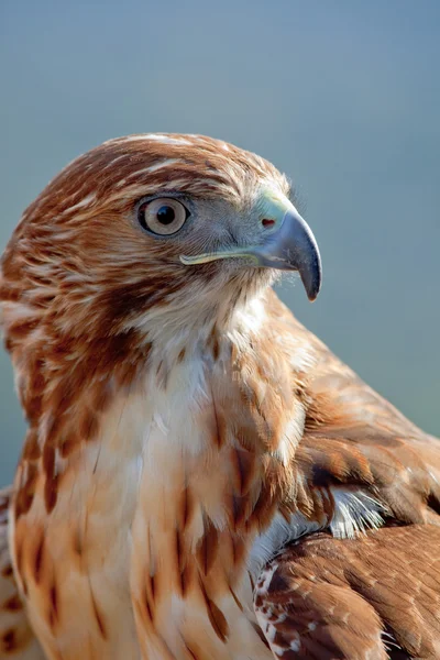 Eagle of red tail (Buteo jamaicensis) — Stock Photo, Image