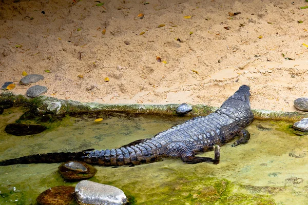 stock image A nile crocodile, Crocodylus niloticus