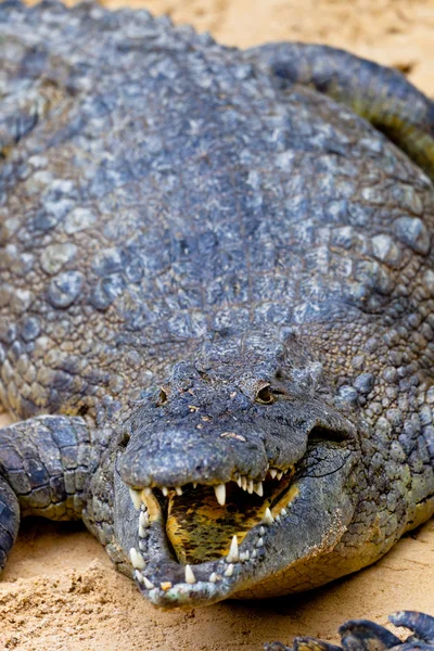 A nile crocodile, Crocodylus niloticus — Stock Photo, Image