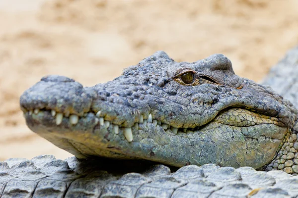 Cocodrilo del Nilo, Crocodylus niloticus —  Fotos de Stock