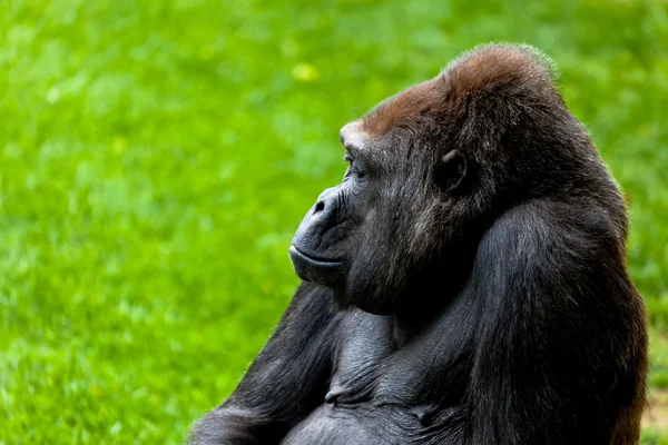 Gorilla of coast, Gorilla gorilla — Stock Photo, Image