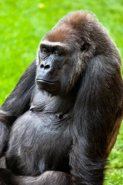 Gorila da costa, Gorila gorila — Fotografia de Stock
