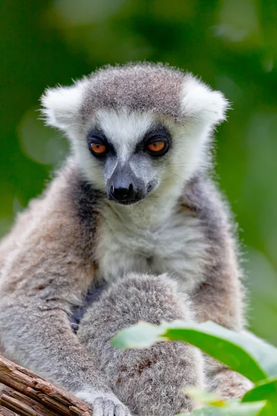 Lemur de cola en forma de anillo, Lemur catta — Foto de Stock