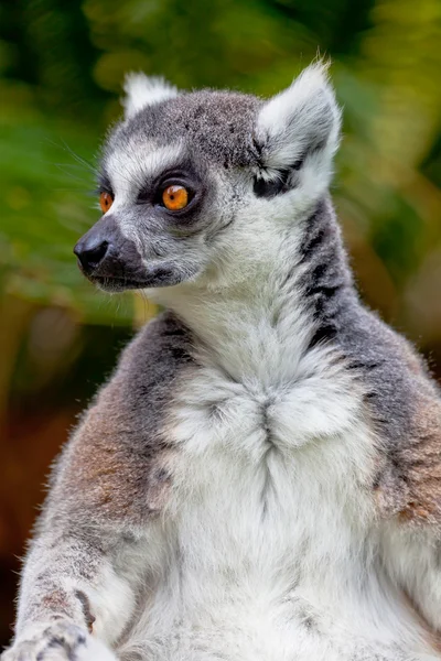 Lemur des ringförmigen Schwanzes, Lemurenkatze — Stockfoto