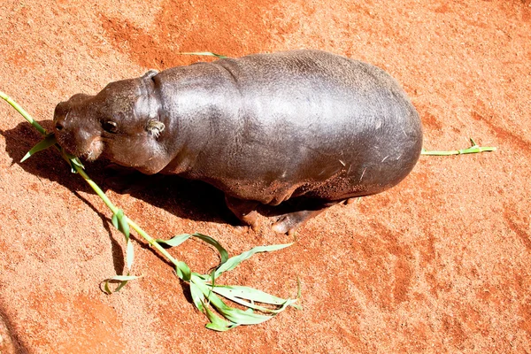 Hippopotamus pigmy, Hexaprotodon liberiensis — Stock Photo, Image