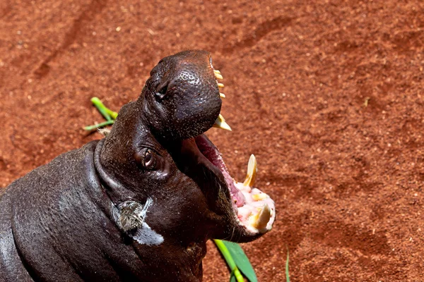 Pigmeo de hipopótamo, hexaprotodon liberiensis —  Fotos de Stock