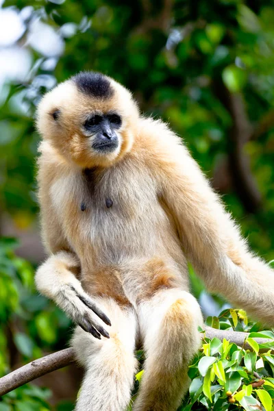 Gibbon of golden cheeks, Nomascus gabriellae — Stock Photo, Image