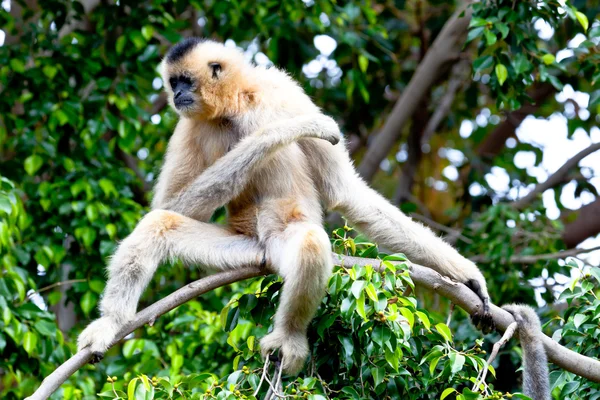 Gibbon aux joues dorées, Nomascus gabriellae — Photo