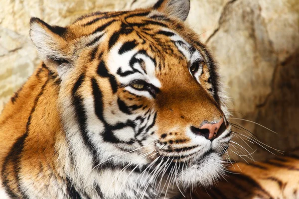stock image Bengal tiger