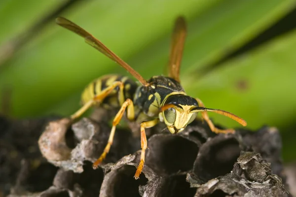 Wasp (Polistes bischoffi) — Stockfoto
