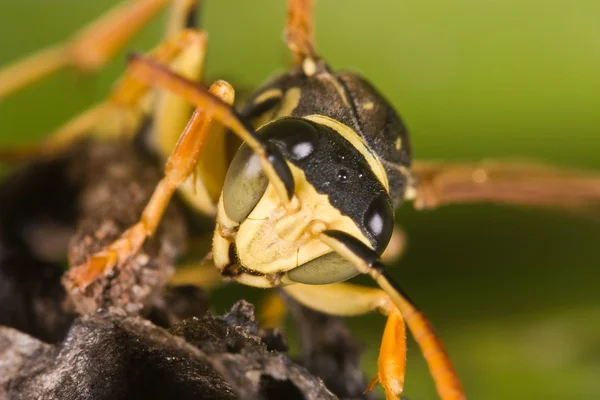 WASP (Polistes bischoffi) — Stockfoto