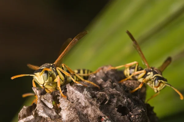 Wasps (Polistes bischoffi) — Stock Photo, Image