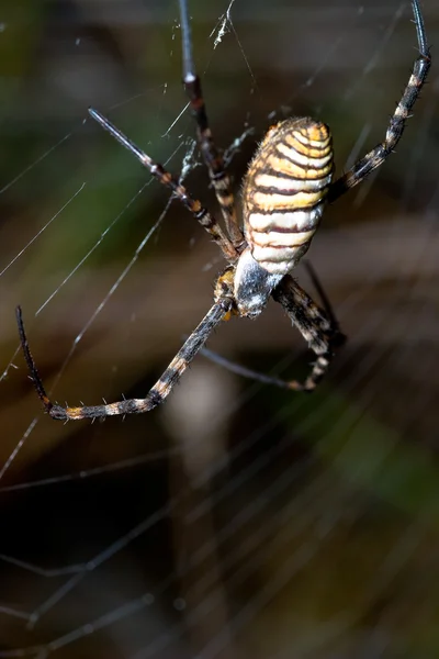 거미, argiope bruennichi — 스톡 사진