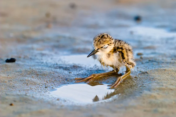 stock image Black-Winged Stilt