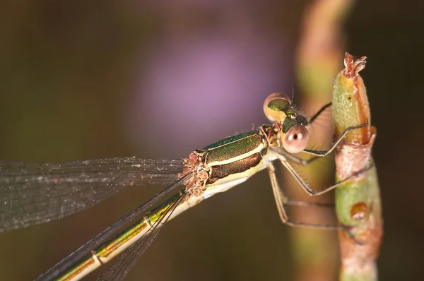Dragonfly (Lestes Barbarus) — Stock Photo, Image