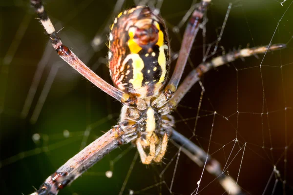 蜘蛛，argiope bruennichi — 图库照片