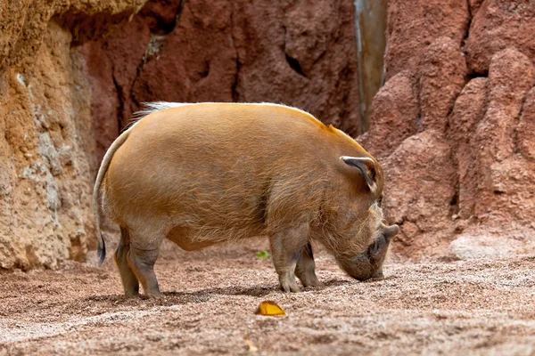 Cerdo rojo del río, Potamochoerus porcus pictus —  Fotos de Stock