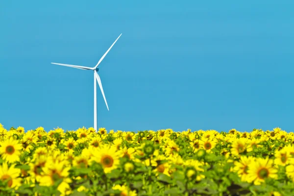 Windmills and sunflowers — 图库照片