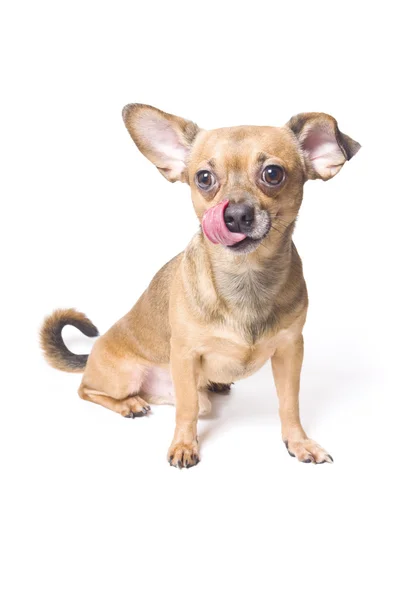 Divertido perro con una oreja doblada —  Fotos de Stock