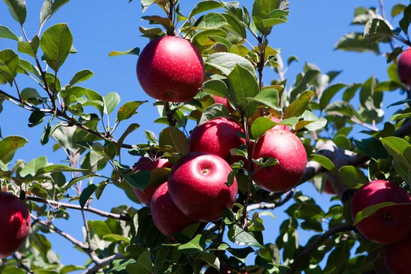 Ветка с красными яблоками против голубого неба . — стоковое фото