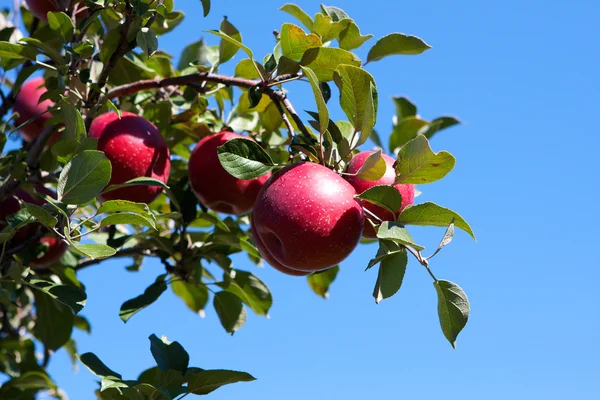 Gren med röda äpplen mot blå himmel. — Stockfoto