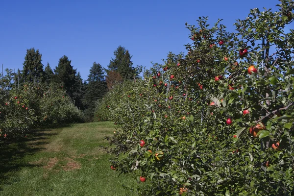 Яблочный сад, полный яблок — стоковое фото