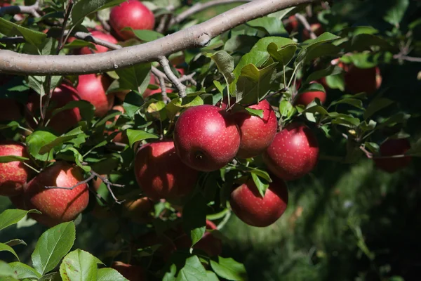 Zweig mit roten Äpfeln gegen blauen Himmel. — Stockfoto