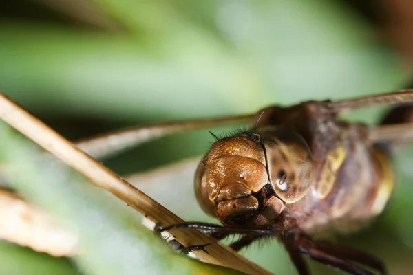 Primo piano di una libellula darter comune — Foto Stock