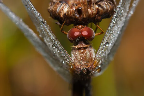 Primer plano de una libélula darter común — Foto de Stock