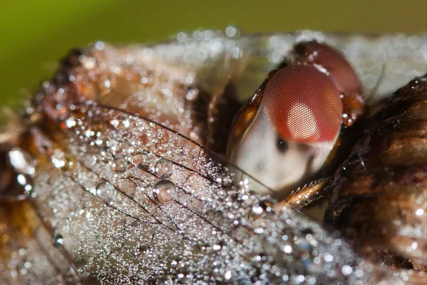 Fechar de uma libélula mais escura comum — Fotografia de Stock