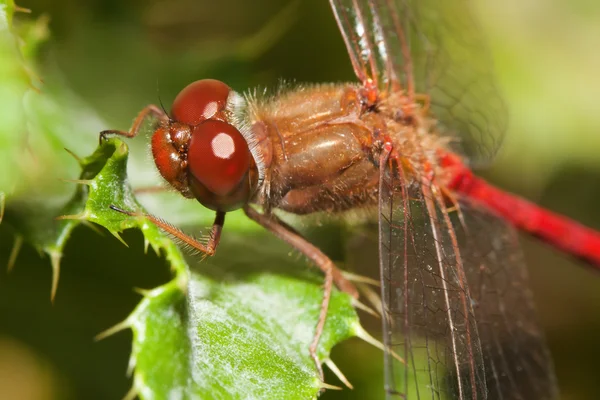 Fechar de uma libélula mais escura comum — Fotografia de Stock