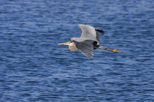 Great Blue Heron zboară — Fotografie, imagine de stoc