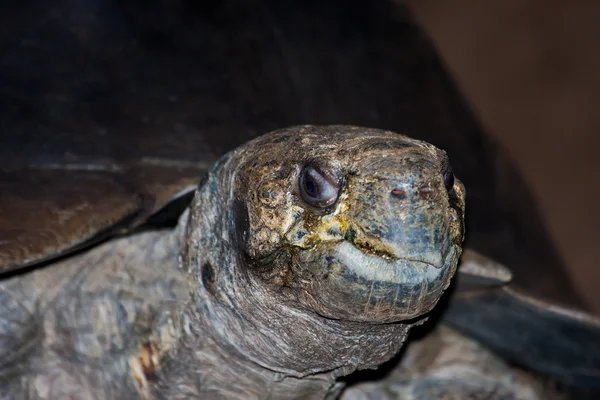Galapagos tartaruga gigante — Foto Stock