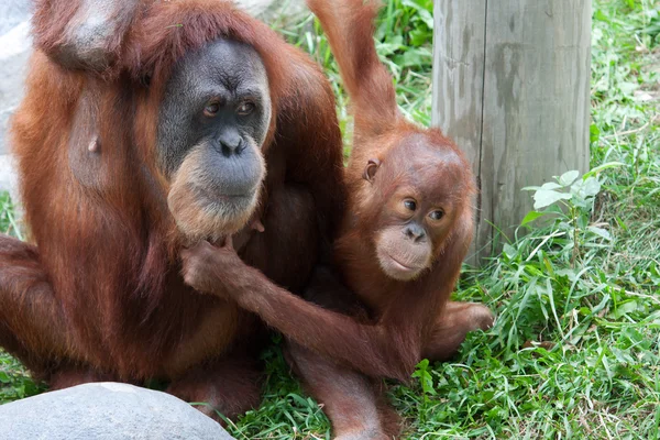 Madre e bambino orango — Foto Stock
