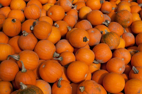 Pumpkins piled up for sale — Stock Photo, Image
